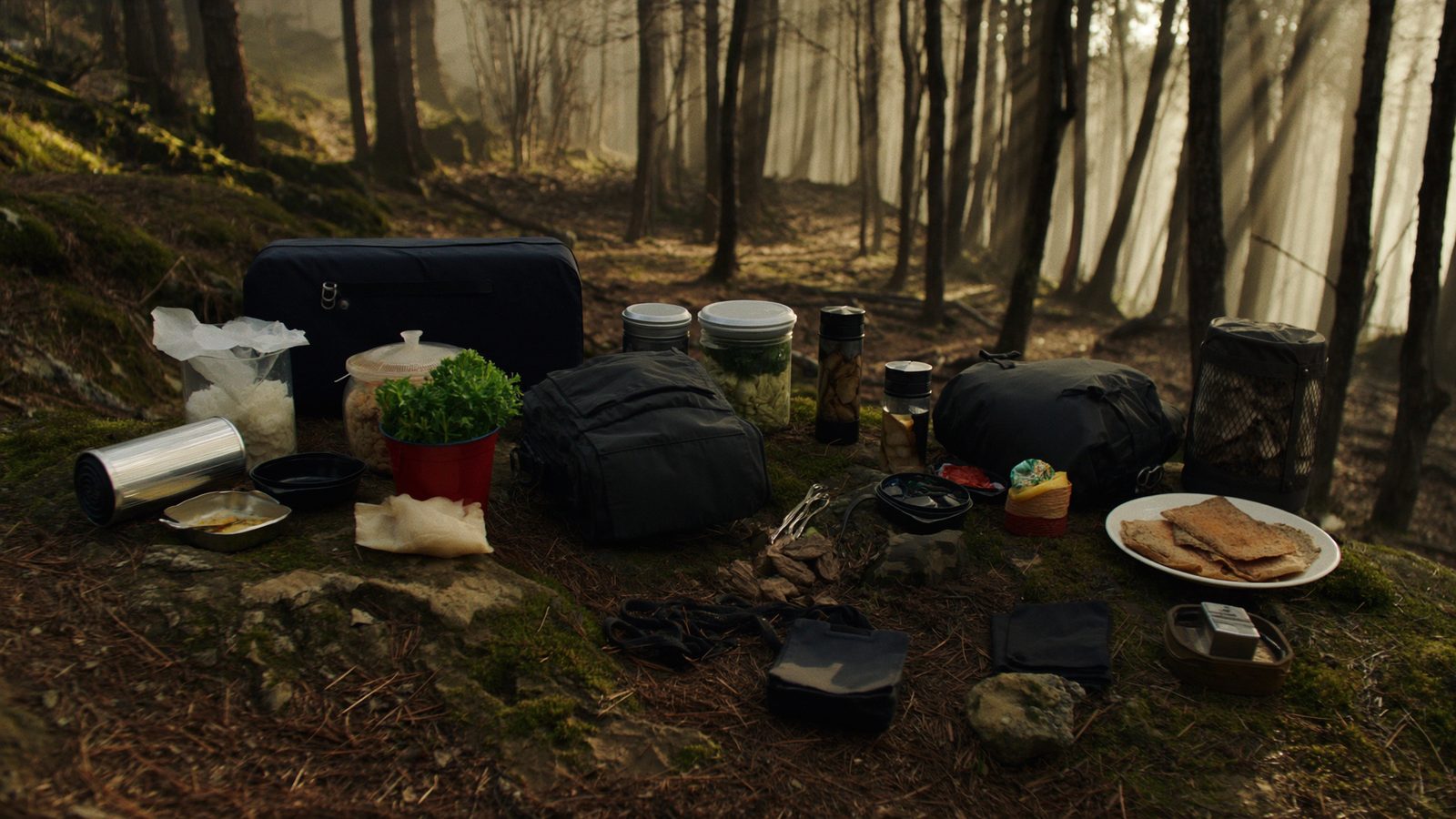 Monte y bosque en España: dónde y cómo encontrar comida en la naturaleza con seguridad